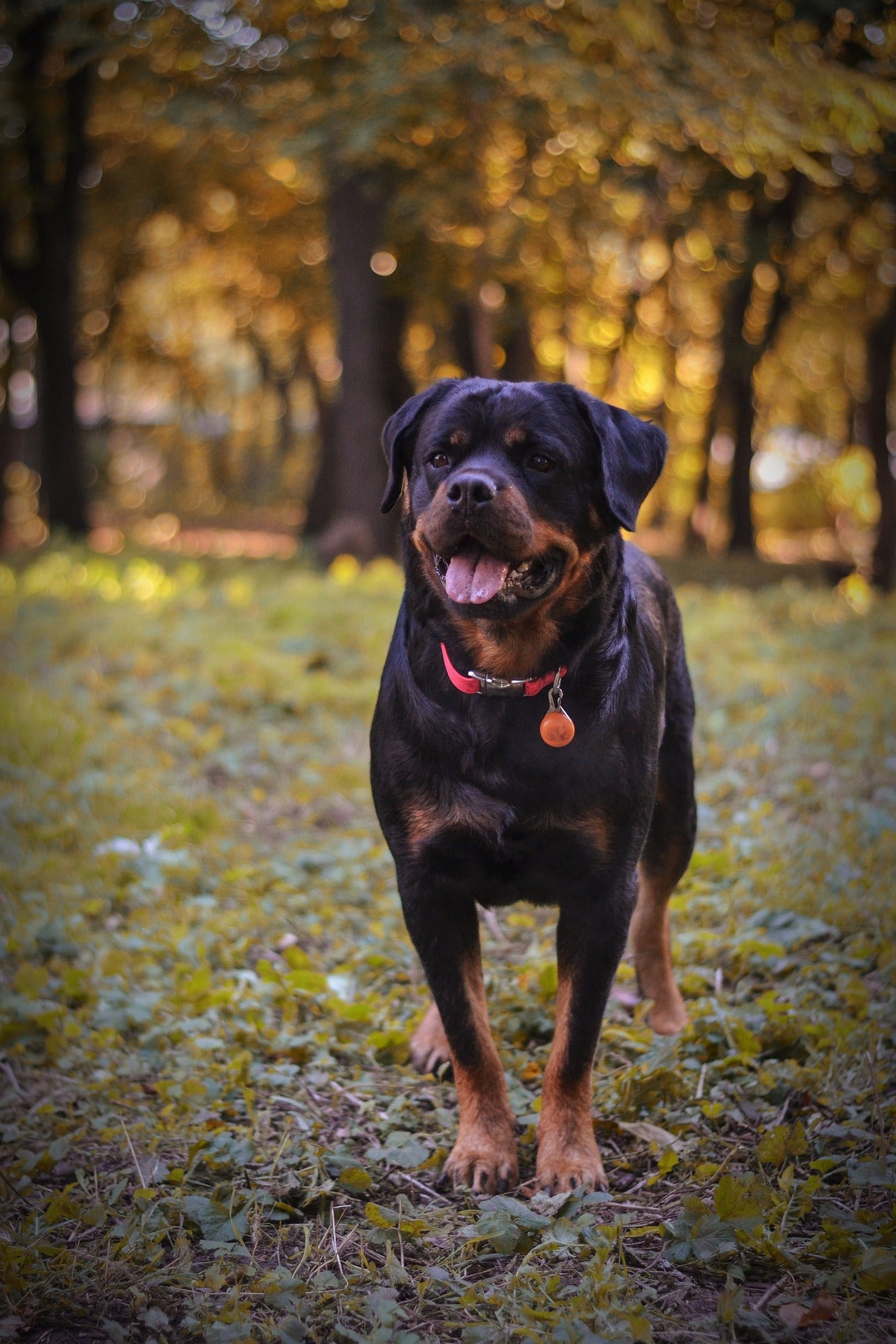 Rottweiler – New-Spin Metal Casting