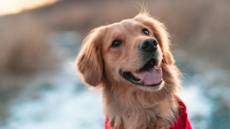 Golden Retriever