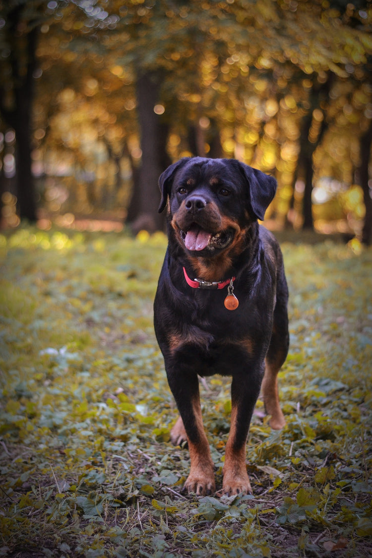 Rottweiler