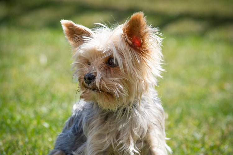 Yorkie