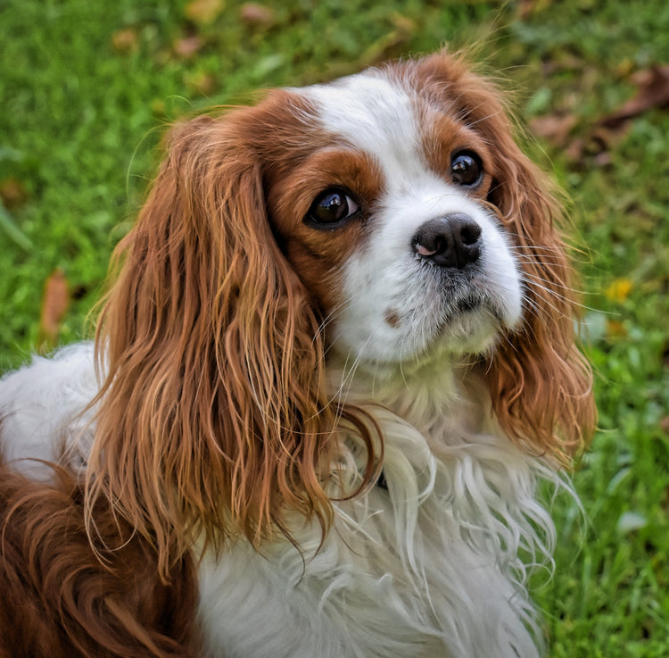 Cavalier