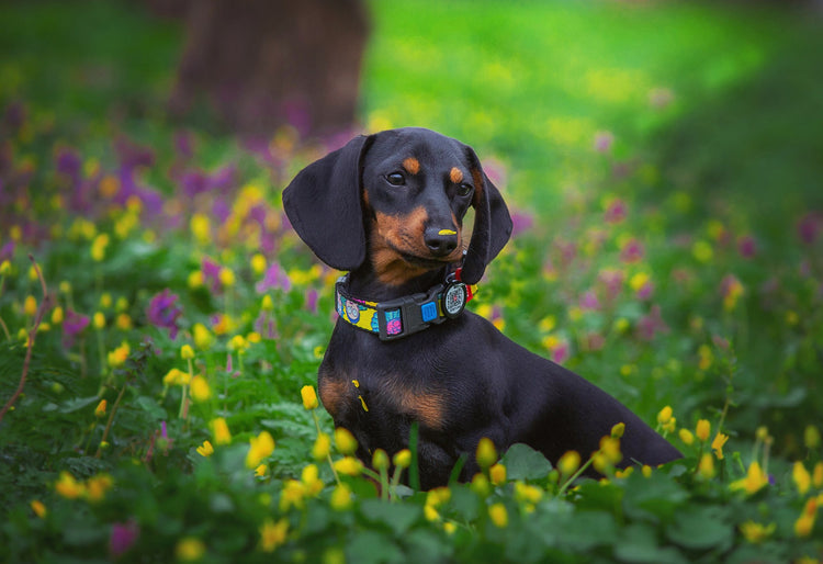 Dachshund