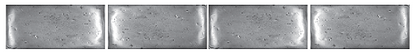Pillow Liner 3in X 6in